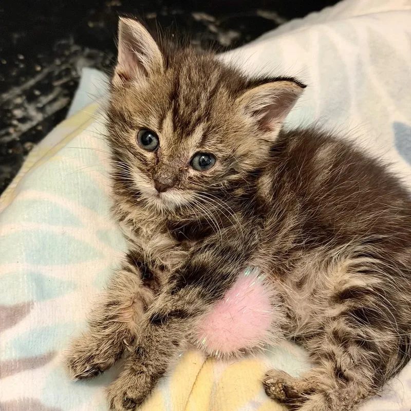 A baby medium-sized male Domestic Short Hair cat named Forky bonded pair with for adoption in Chicago, IL