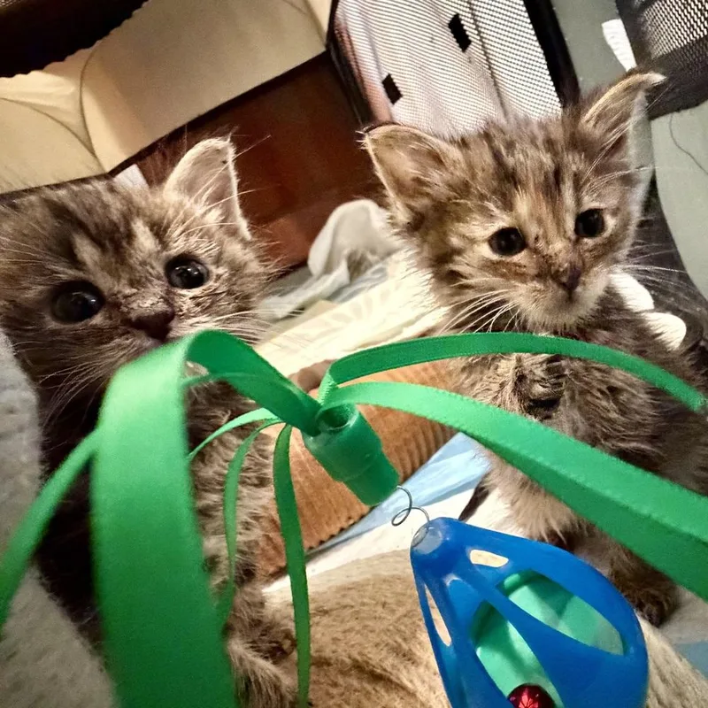 Forky bonded pair with thumbnail 3