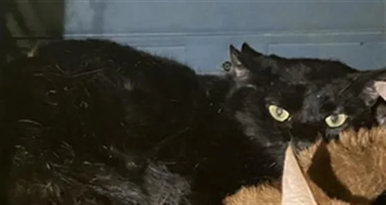 A young medium-sized male Domestic Short Hair cat named Calahan for adoption in Dallas, TX