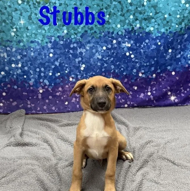 A baby medium-sized male Apricot / Beige Dachshund dog named Stubbs for adoption in Albany, NY