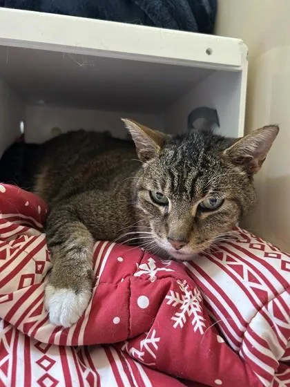 An adult large-sized male Domestic Short Hair cat named Percy for adoption in Hamilton, MT