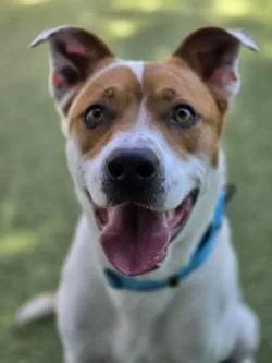 An adult large-sized male Mixed Breed dog named Bj for adoption in Savannah, GA