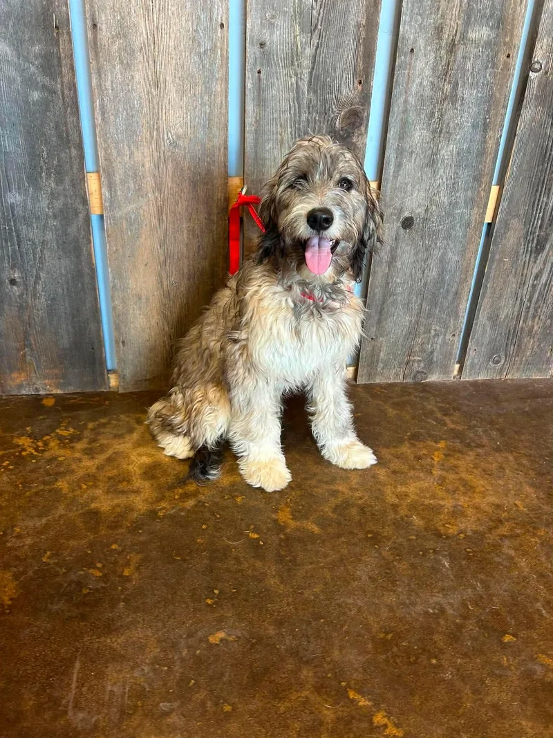A young medium-sized female Labradoodle dog named Lemi for adoption in Milwaukee, WI