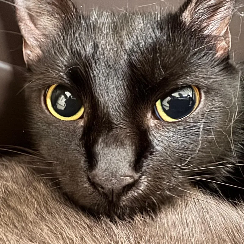 An adult medium-sized female Black Domestic Short Hair cat named Shelby for adoption in Lynchburg, VA