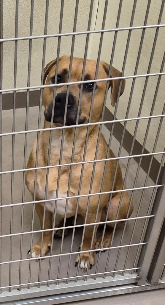 A young medium-sized male Pit Bull Terrier dog named Travis for adoption in Christiansburg, VA