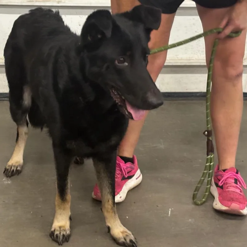 An adult large-sized female Black German Shepherd Dog dog named Fonzie for adoption in St Joseph, MO