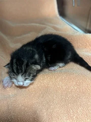 A baby small-sized male Domestic Short Hair cat named Screech for adoption in San Martin, CA