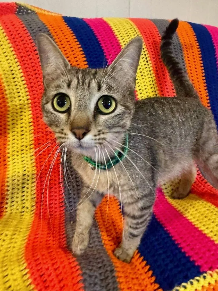 A young small-sized female Gray / Blue / Silver Domestic Short Hair cat named Padme for adoption in Shawnee, OK