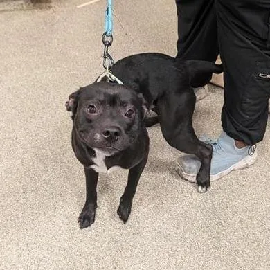 An adult medium-sized male Black Mixed Breed dog named Louie for adoption in Jacksonville, FL