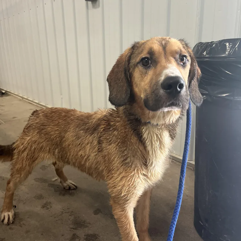 A young medium-sized male Tricolor (Brown, Black, & White) Mixed Breed dog named Buddy for adoption in Pomeroy, OH