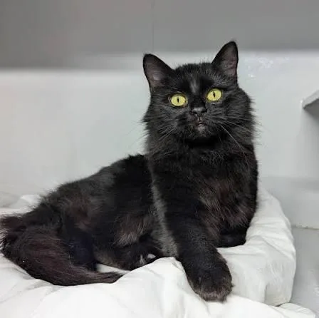 Onyx