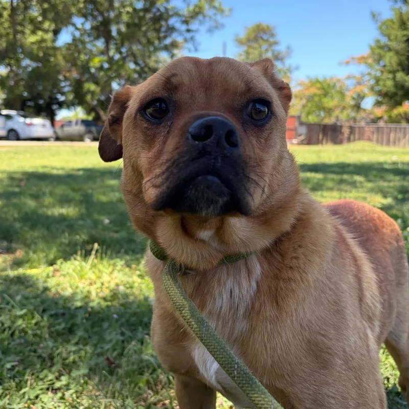 An adult medium-sized male Yellow / Tan / Blond / Fawn Pug dog named Tater for adoption in Chico, CA