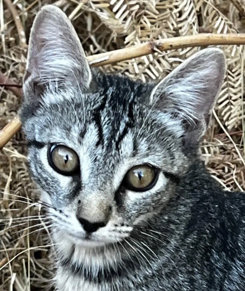 A baby medium-sized female Domestic Short Hair cat named Amalia for adoption in Phoenix, AZ