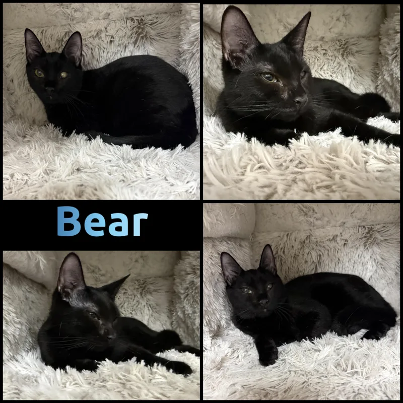 A young small-sized male Black Domestic Short Hair cat named Bear for adoption in Louisville, KY
