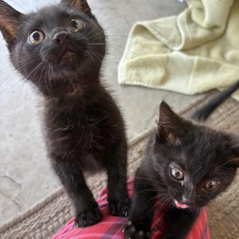 A baby large-sized male Black Domestic Short Hair cat named Julip for adoption in Santa Ana, CA