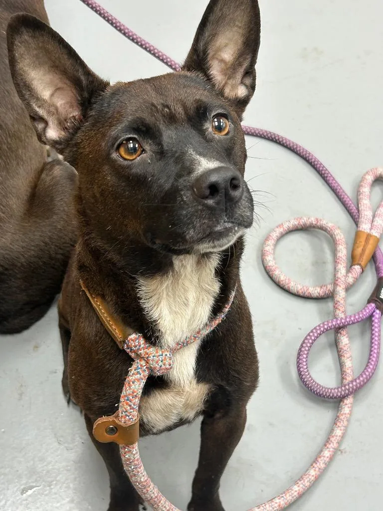 A young medium-sized female Terrier dog named Mariah for adoption in Hartsville, SC