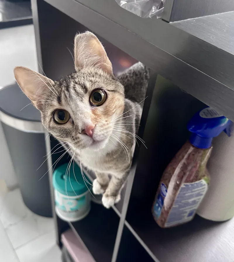 Jellybean thumbnail 3