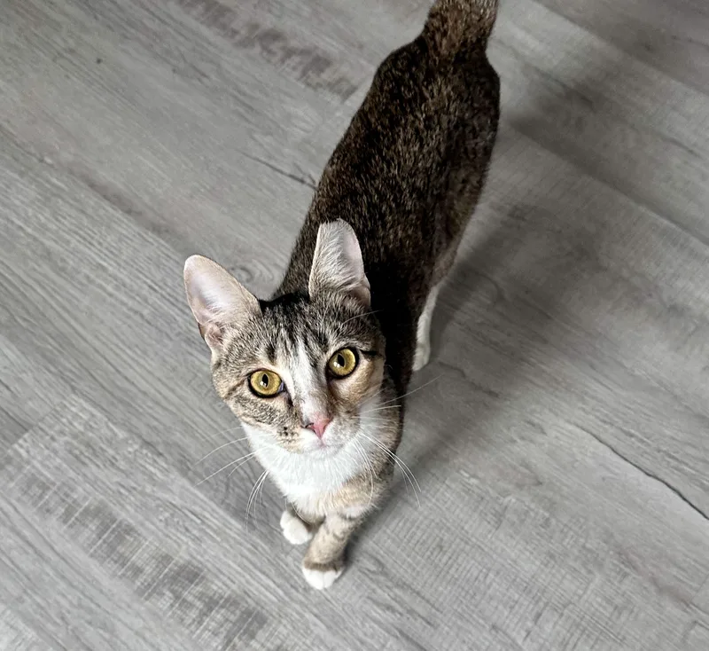 Jellybean thumbnail 4