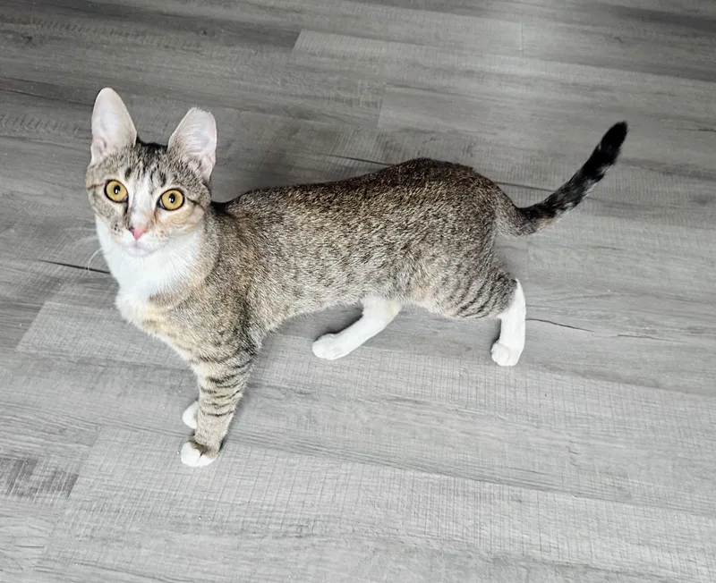 Jellybean thumbnail 5