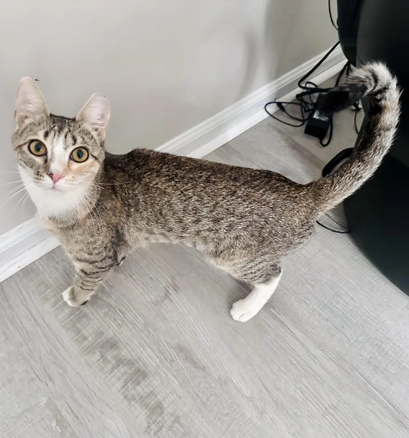 Jellybean thumbnail 6