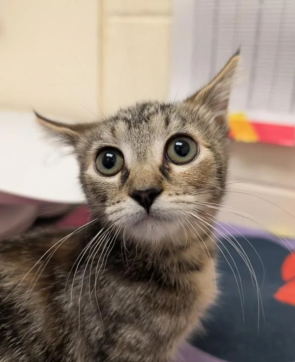 A baby small-sized female Domestic Short Hair cat named Ivy for adoption in Santa Rosa, CA