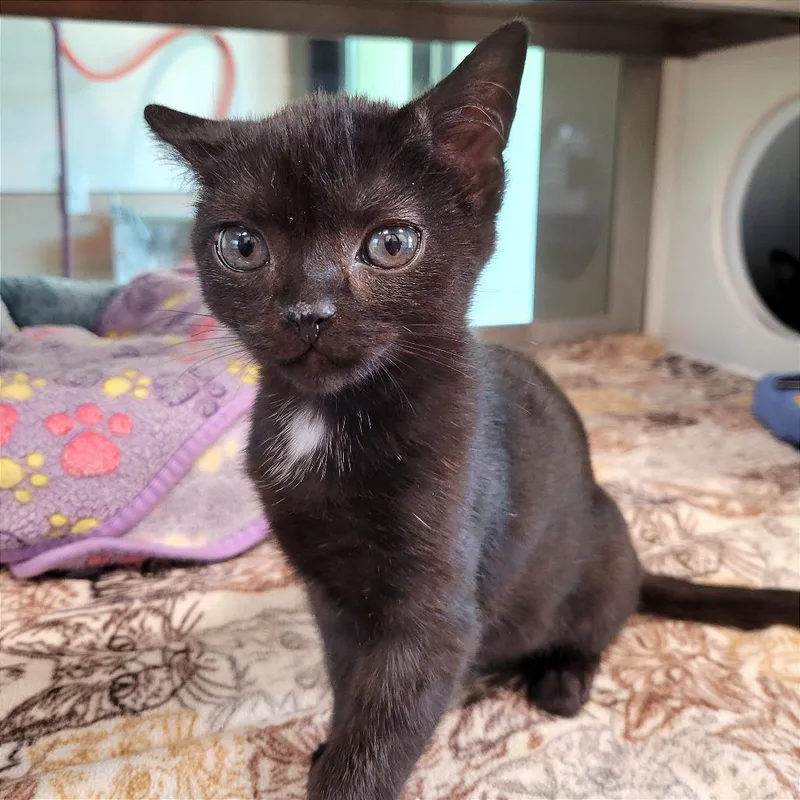 A baby small-sized male Black Domestic Short Hair cat named Mugsy for adoption in Nashville, IN