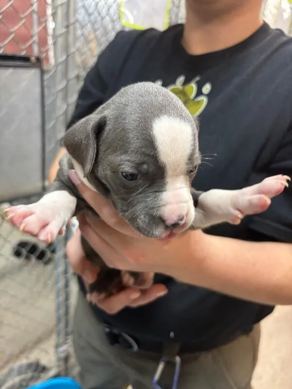 Bella