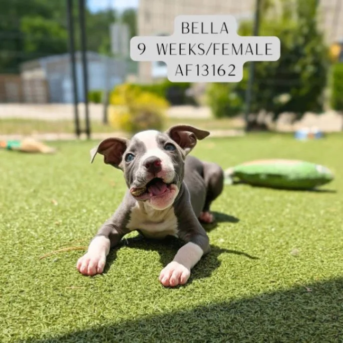 Bella thumbnail 2