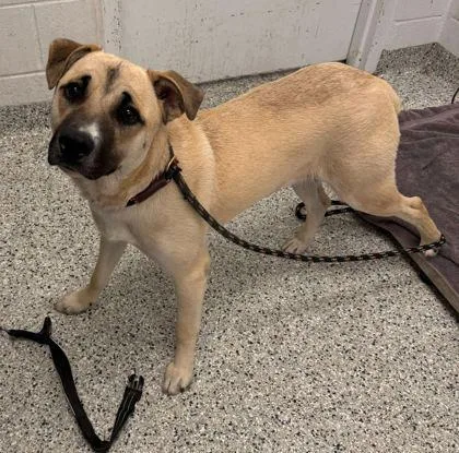 A young large-sized male Yellow / Tan / Blond / Fawn Mixed Breed dog named Mariachi for adoption in Kansas City, MO