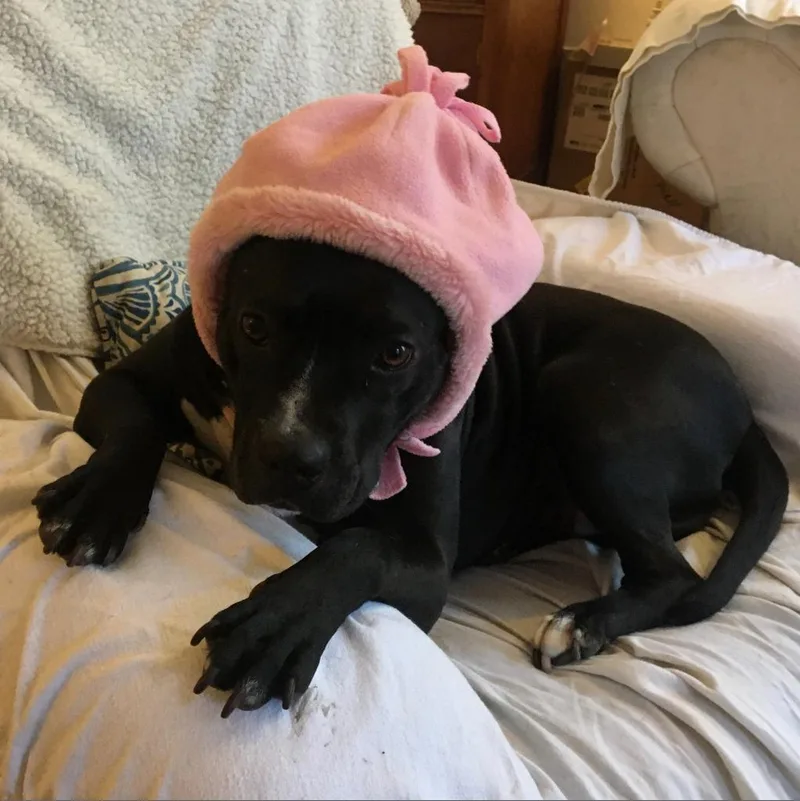 An adult medium-sized female Black Pit Bull Terrier dog named Penguin for adoption in San Pablo, CA