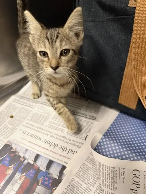 A baby medium-sized female Domestic Short Hair cat named June for adoption in Van Nuys, CA
