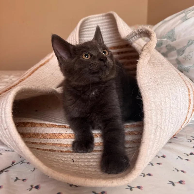 A baby small-sized male Domestic Short Hair cat named Denji for adoption in Parkersburg, WV