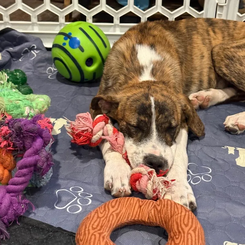 A baby medium-sized male Border Collie dog named Rizzoli for adoption in Idaho Falls, ID