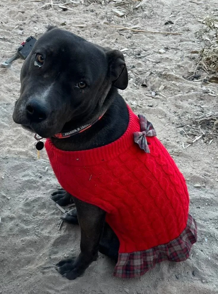 A young large-sized female Black Labrador Retriever dog named Kaia for adoption in Hesperia, CA