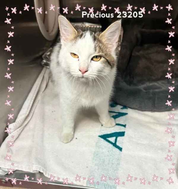 A baby medium-sized female Domestic Medium Hair cat named Precious for adoption in Marietta, GA