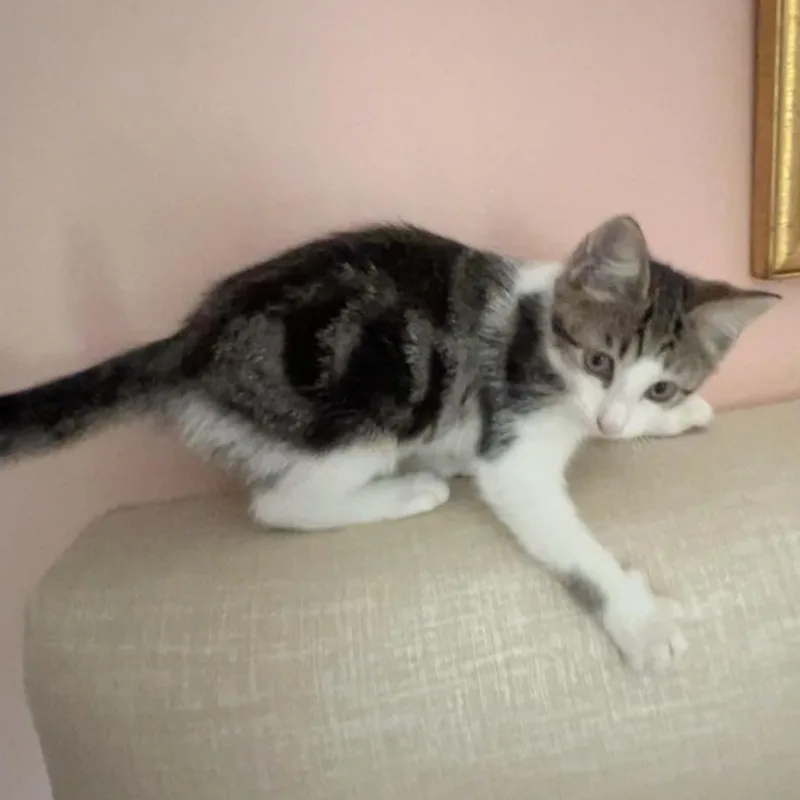 A baby medium-sized female Black Domestic Short Hair cat named ScarySpice for adoption in Murfreesboro, TN
