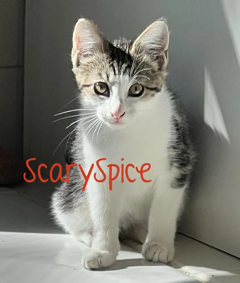 ScarySpice thumbnail 2