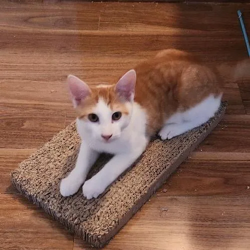 A baby small-sized male Orange / Red Domestic Short Hair cat named Relish for adoption in Mount Laurel, NJ