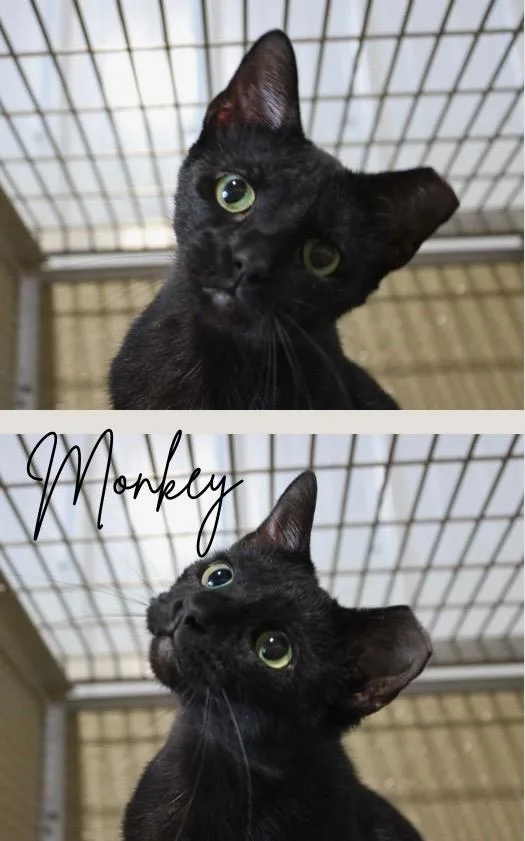 An adult medium-sized female Domestic Short Hair cat named Monkey for adoption in Pierceton, IN