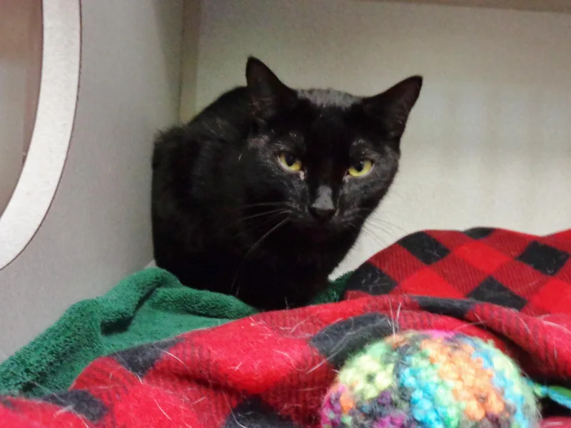 A young small-sized female Black Domestic Short Hair cat named Salem for adoption in Delhi, NY