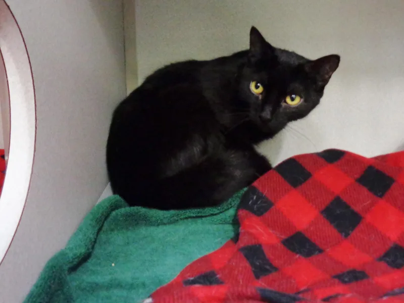 Salem thumbnail 2