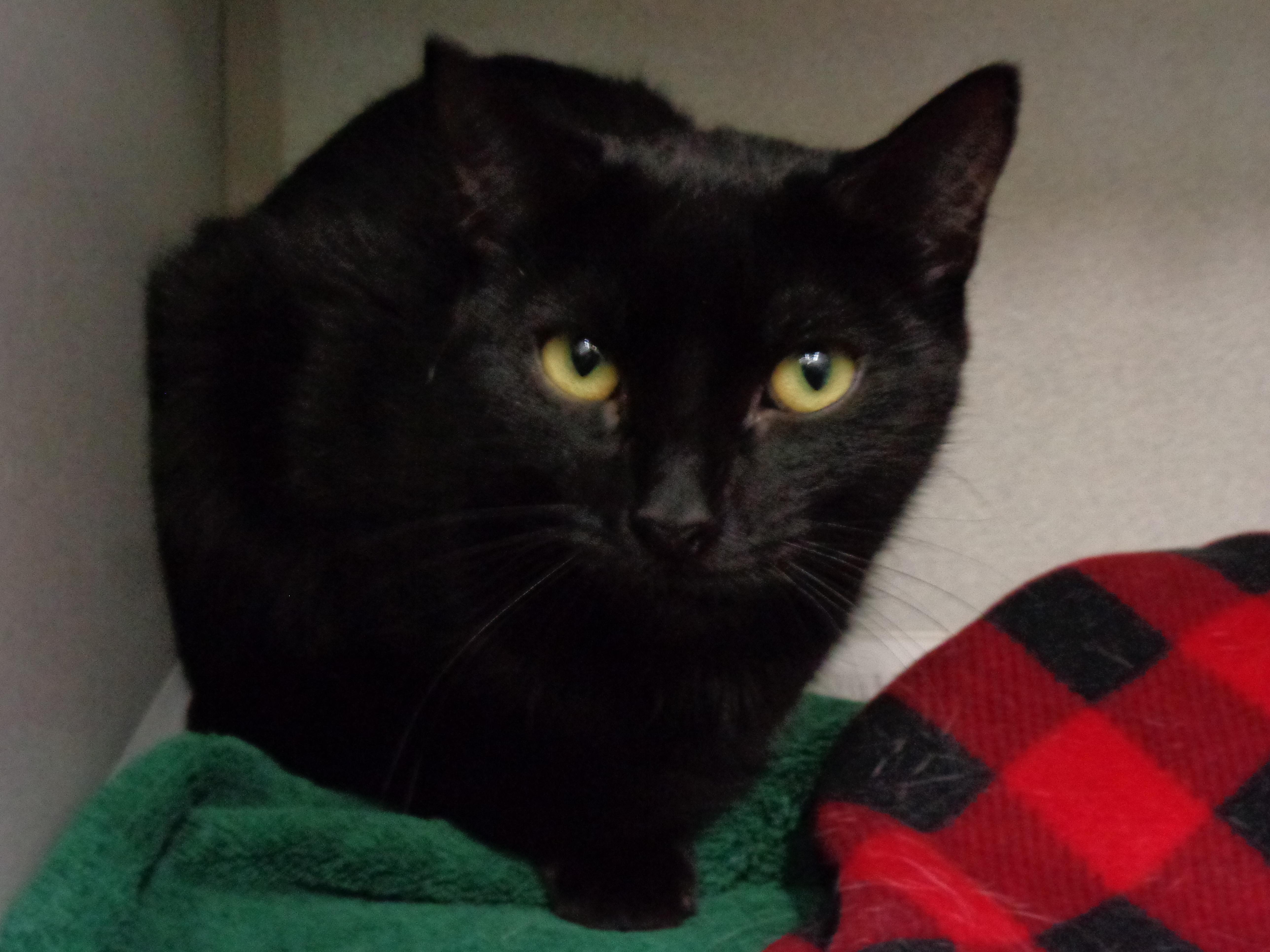 Salem thumbnail 3