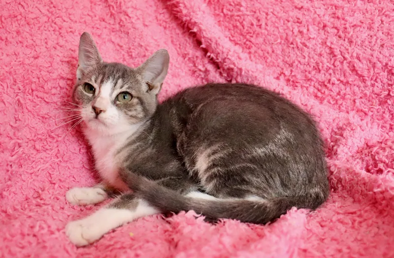 A baby medium-sized female Gray / Blue / Silver Tabby cat named Penelope for adoption in Saint Augustine, FL
