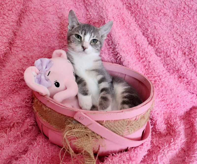 Penelope thumbnail 2