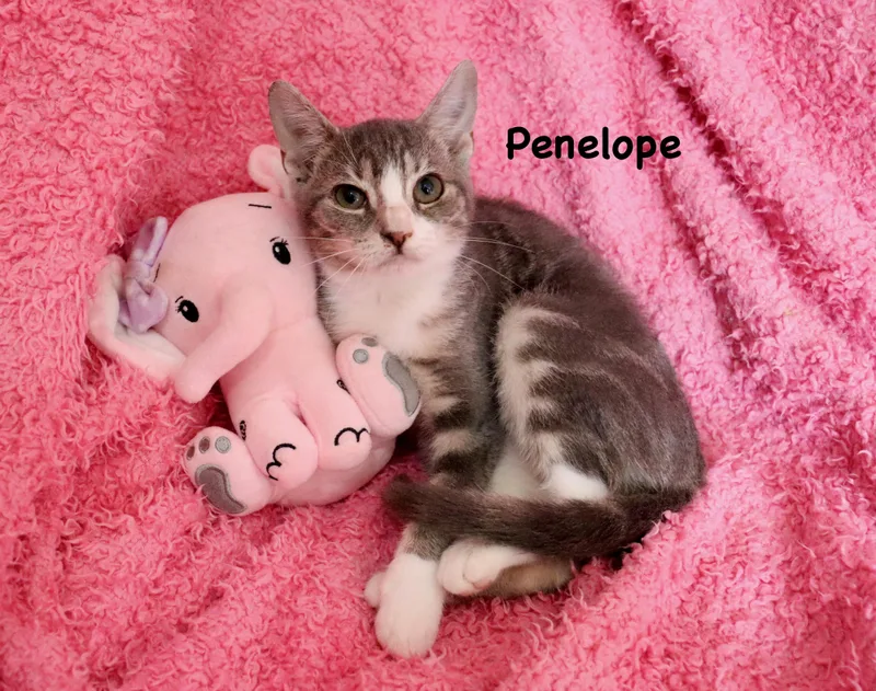 Penelope thumbnail 5