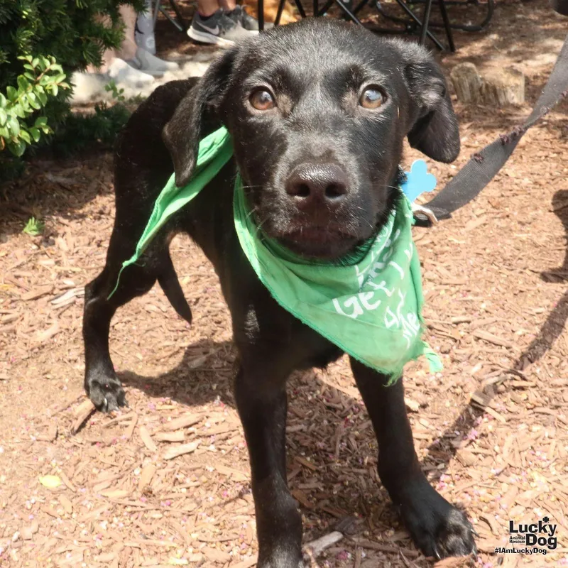 A baby medium-sized male Labrador Retriever dog named Derek for adoption in Washington, DC