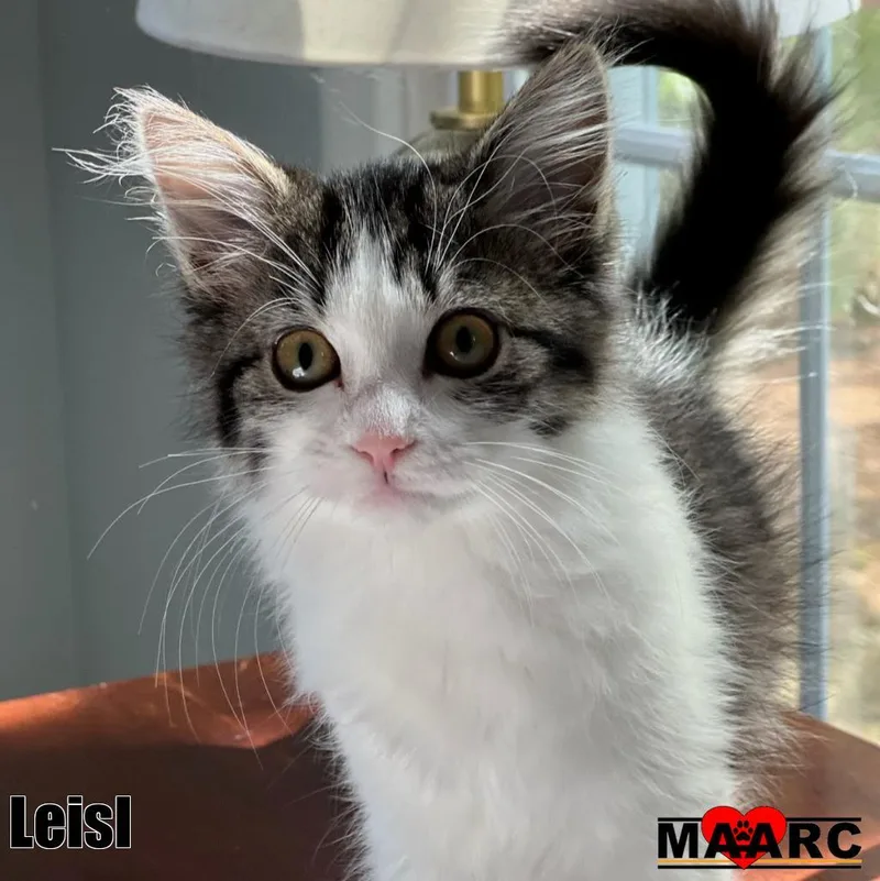 A baby medium-sized female Domestic Short Hair cat named Leisl for adoption in Maryville, TN