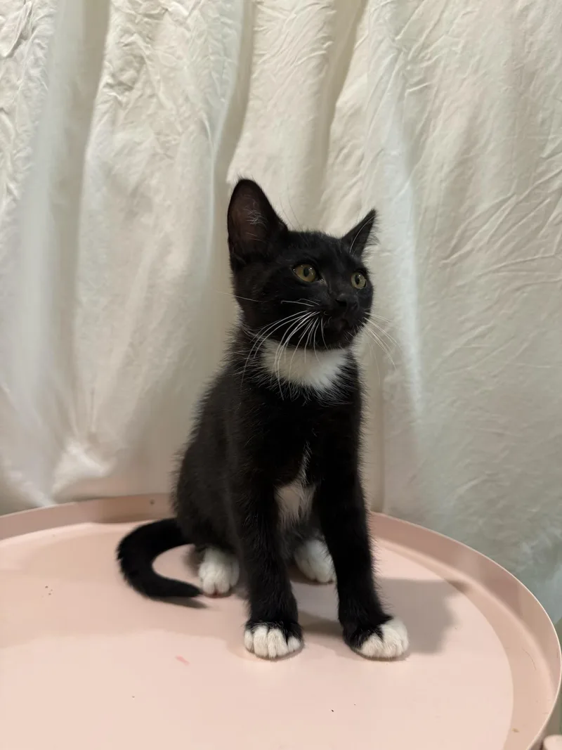 A baby small-sized male Domestic Short Hair cat named Socks for adoption in Long Beach, CA