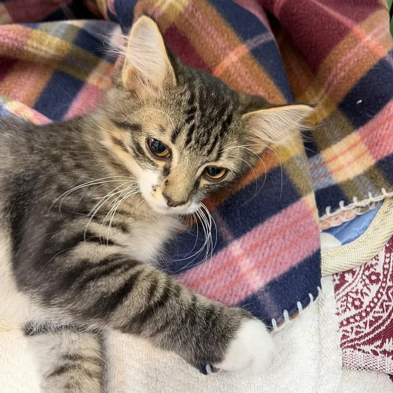 A baby medium-sized male Tabby (Gray / Blue / Silver) Domestic Short Hair cat named Minara for adoption in Graham, WA