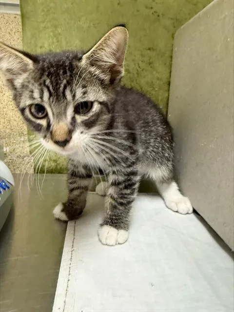 A baby small-sized male Domestic Short Hair cat named Finn for adoption in Riverside, CA